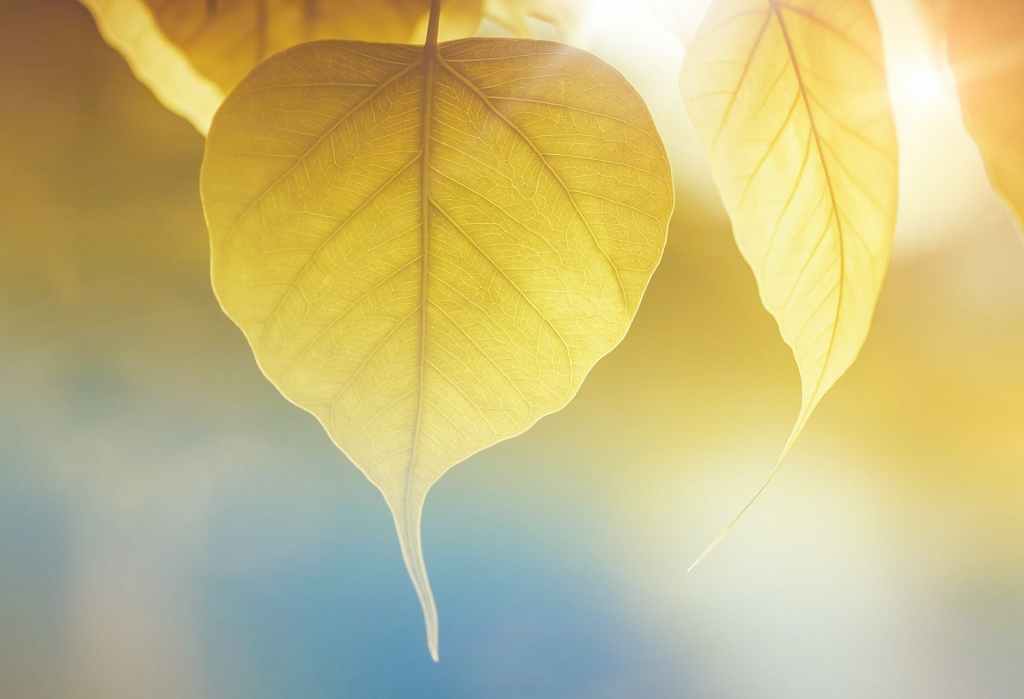 Compartiendo Nuestra Devoción en&nbsp;Línea